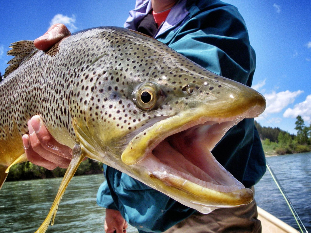 Teton Valley Lodge-德里格斯必去景点