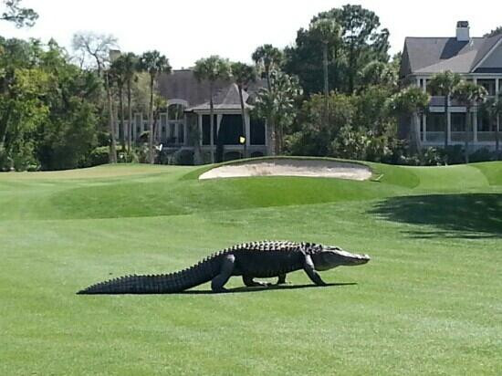 Osprey Point Golf Course景点图片