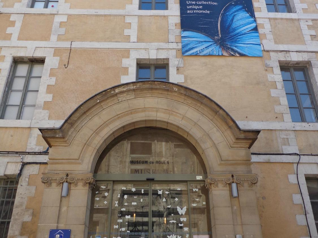 Muséum de Rouen景点图片