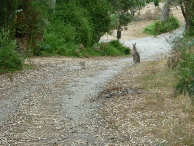 Venus Bay Eco Retreat-Venus Bay必去景点