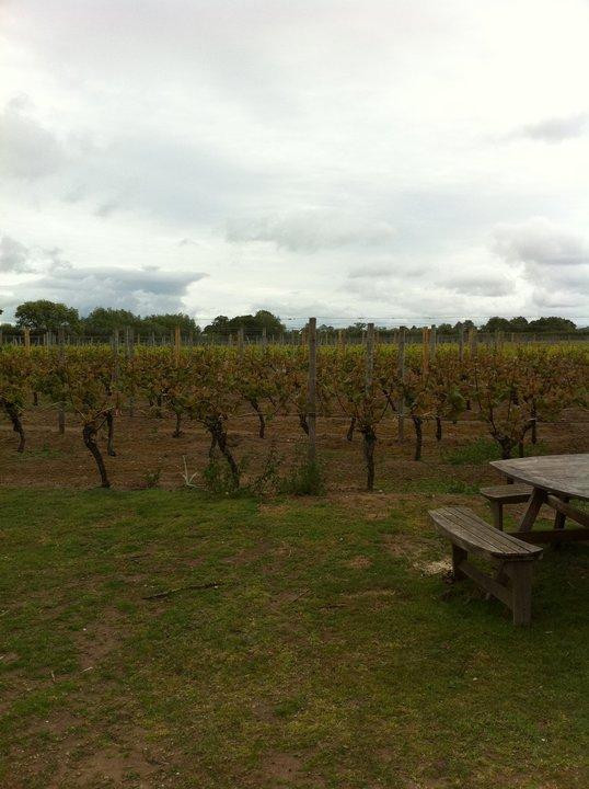 Wroxeter Roman Vineyard-Wroxeter必去景点