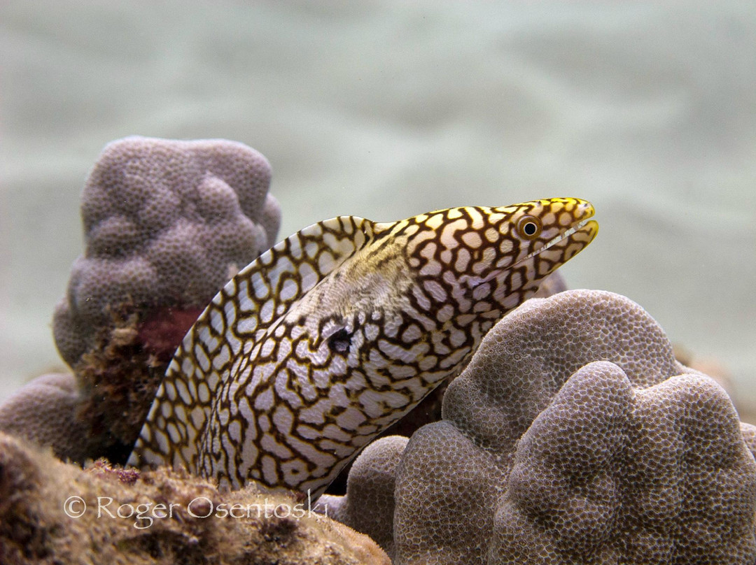 Underwater Oahu-怀厄奈必去景点
