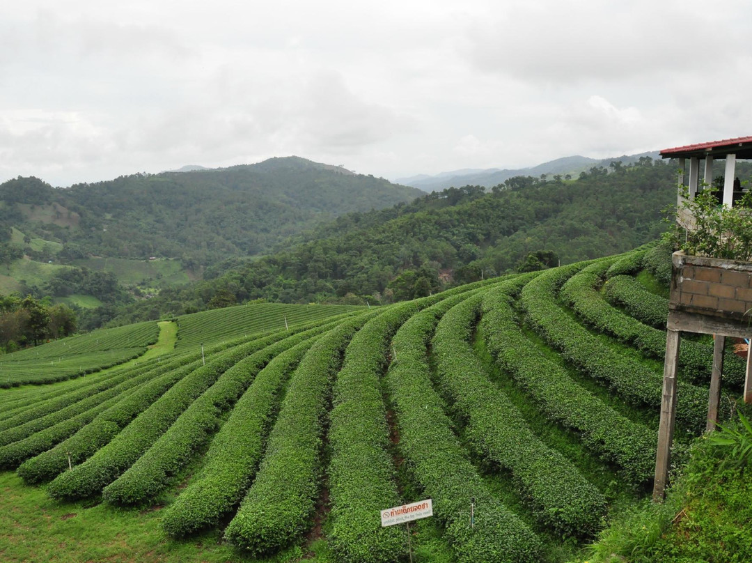 清迈自驾游-清迈必去景点