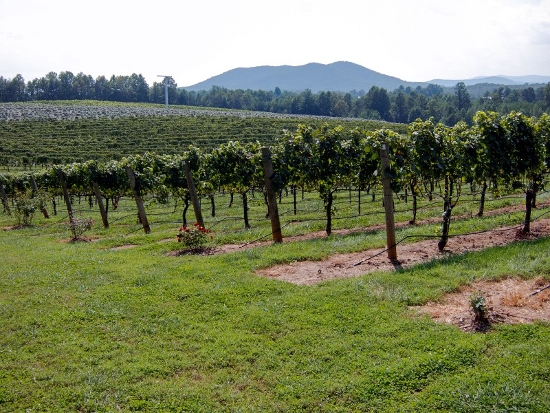 Round Peak Vineyard-Mount Airy必去景点