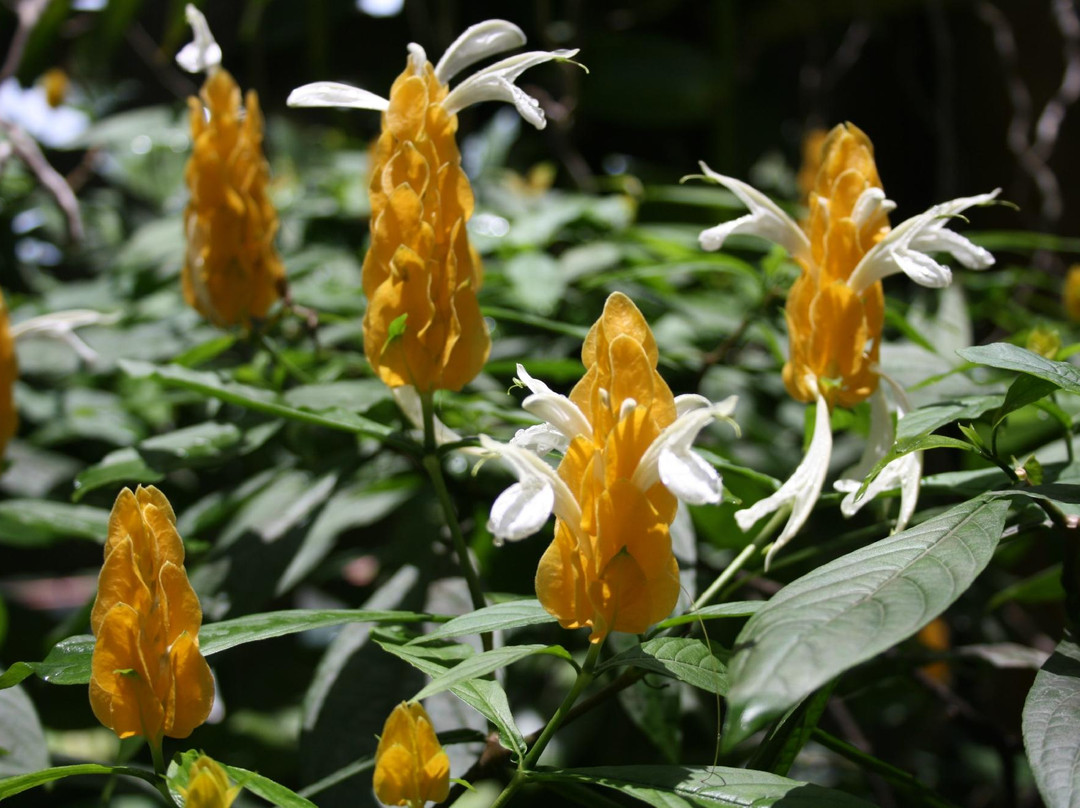 Jardín Botanico de Cienfuegos-西恩富戈斯必去景点