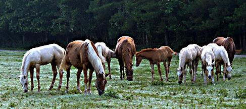 Pinebrook Farms-Magnolia必去景点
