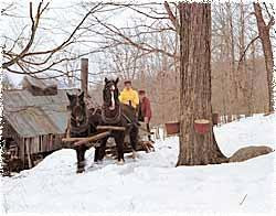 Maple Grove Farms of Vermont景点图片