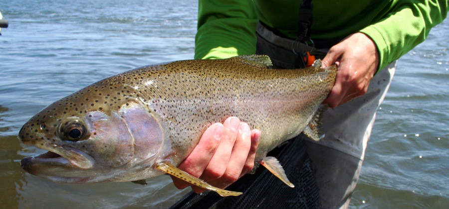 Henry's Fork Anglers-艾兰帕克必去景点