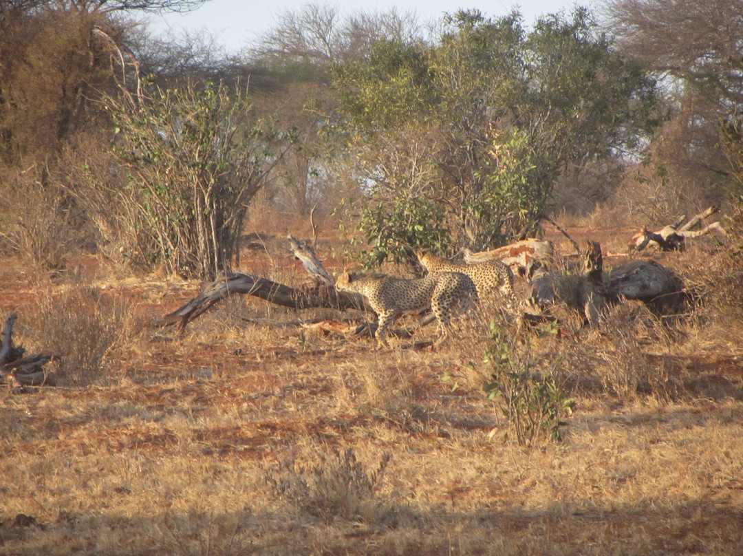 Freezone Safari-马林地必去景点