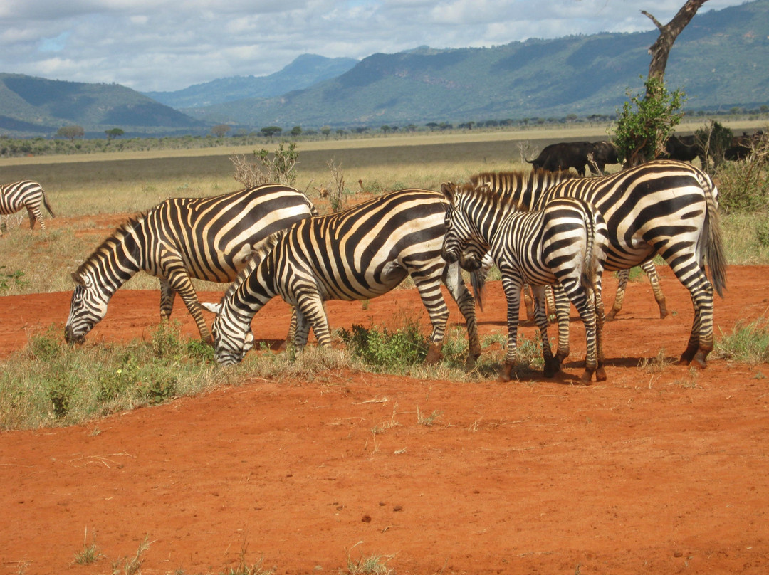 Safari Talk Tours Ltd-蒙巴萨必去景点