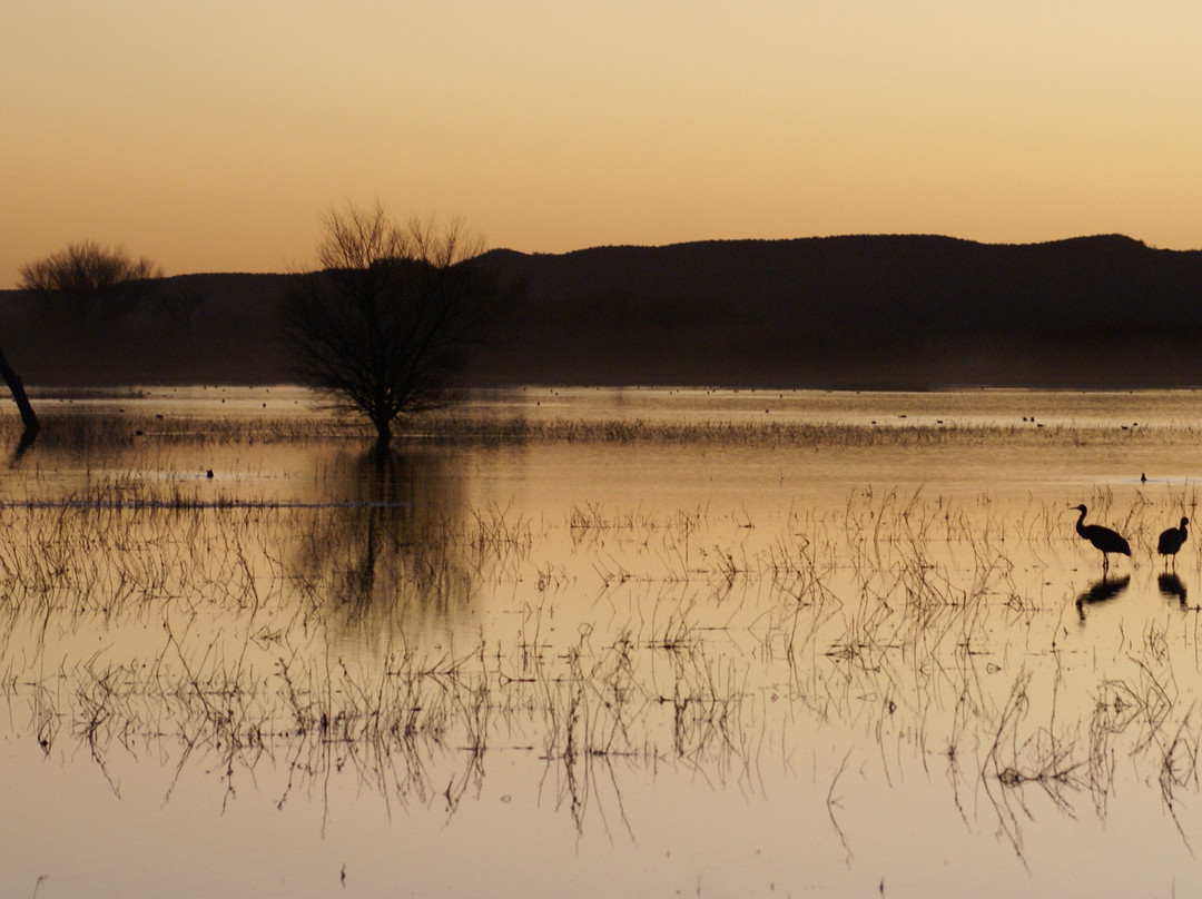 Bosque del Apache National Wildlife Refuge-San Antonio必去景点