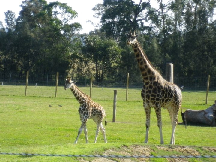 Mogo Wildlife Park景点图片