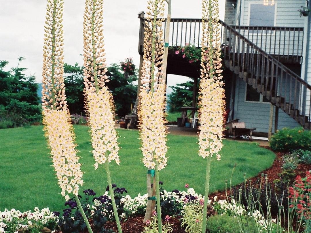 Yamhill Vineyards Bed & Breakfast主图