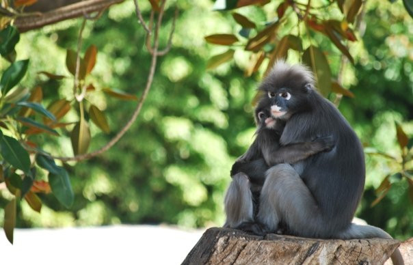 阿德莱德动物园-阿德莱德必去景点