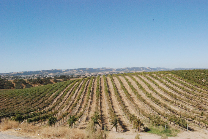 Eberle Winery景点图片