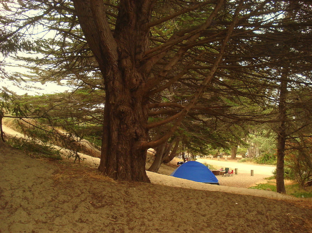 Bodega Dunes Campground