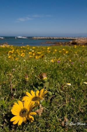 Kleinbaai旅游攻略图片