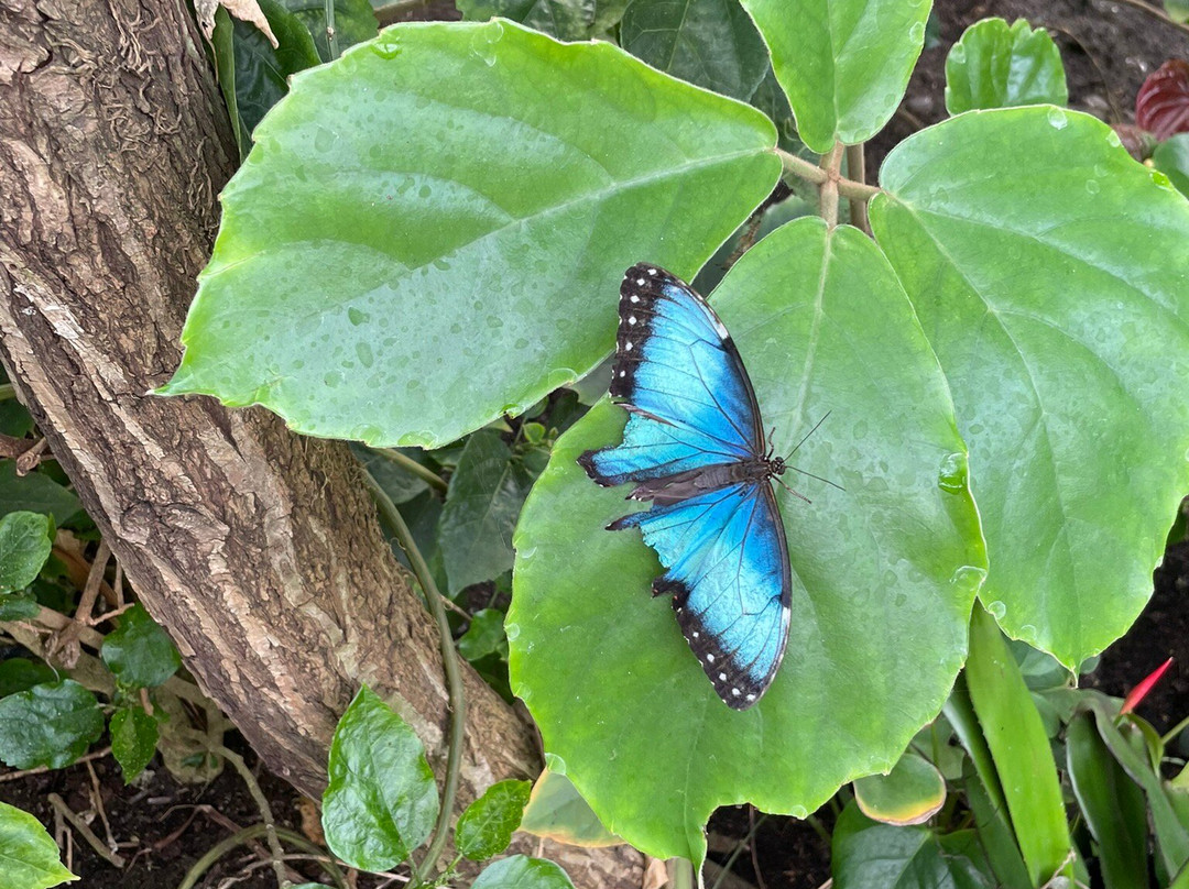 Vlinders aan de Vliet景点图片