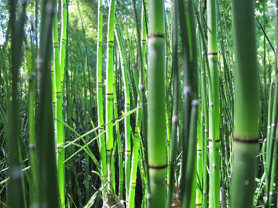 Kanapaha Botanical Gardens-盖恩斯维尔必去景点