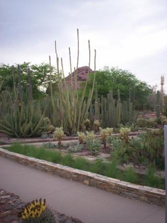 Tucson Botanical Gardens-图森必去景点