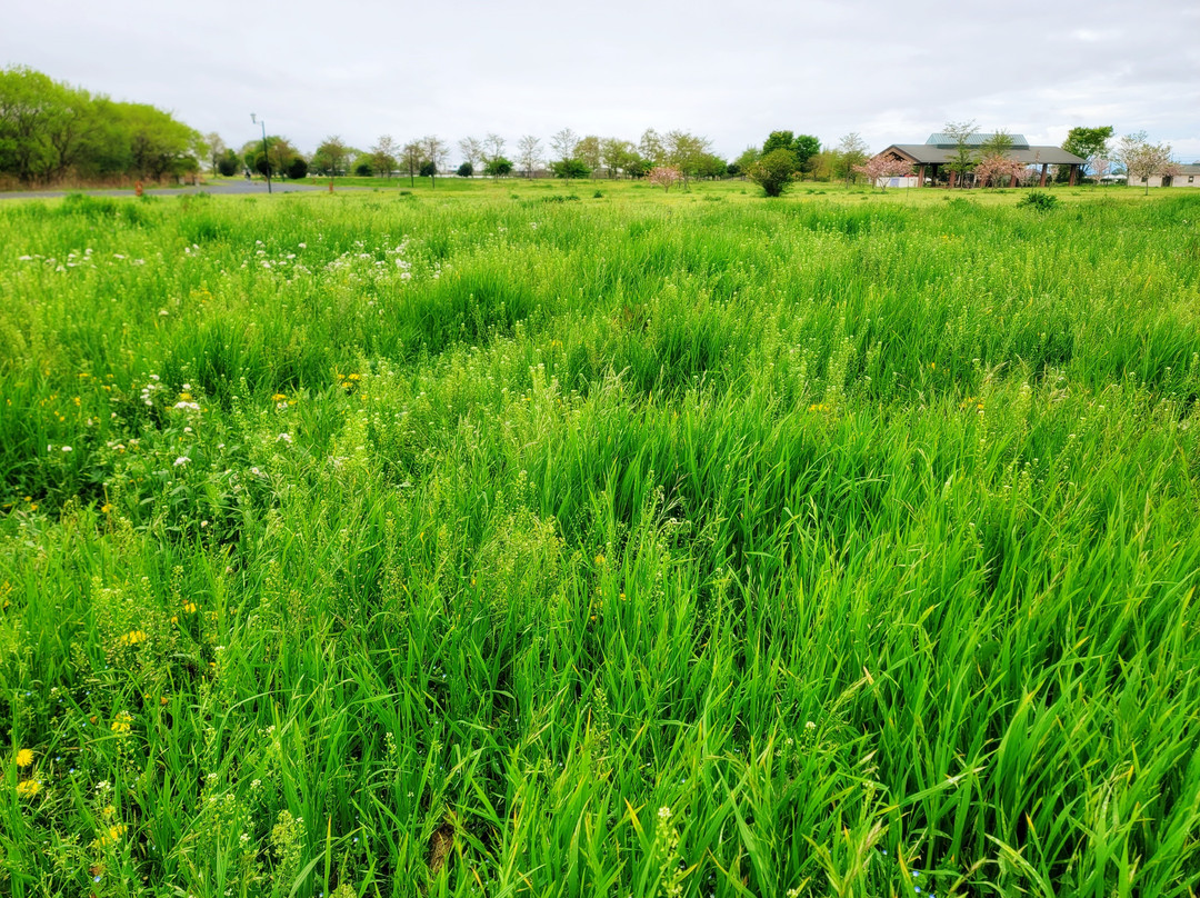Hanyu Suigo Park-羽生市必去景点