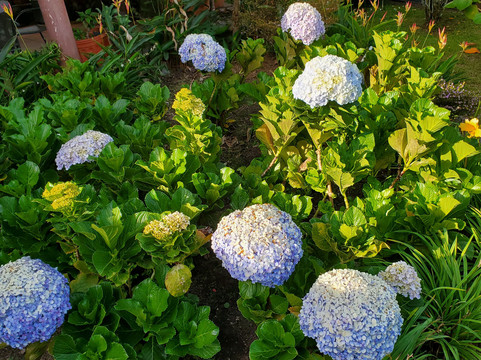 El Oasis 酒店和餐厅主图