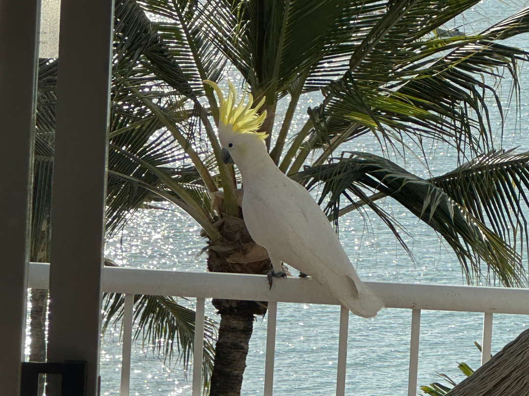 珊瑚海度假村主图