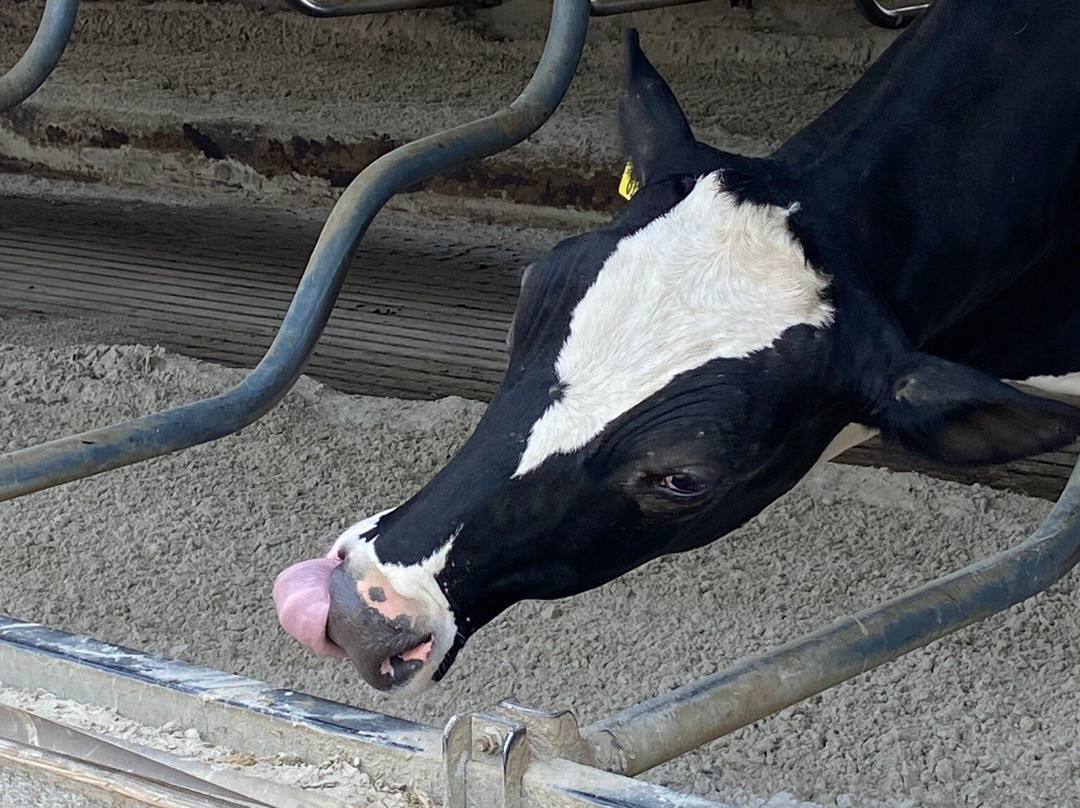 Wright's Dairy Farm & Bakery-North Smithfield必去景点