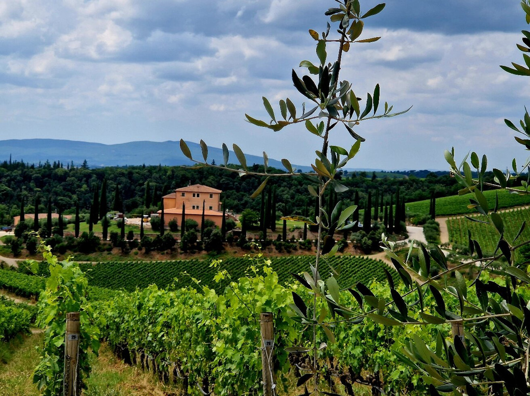 Tolaini Winery景点图片