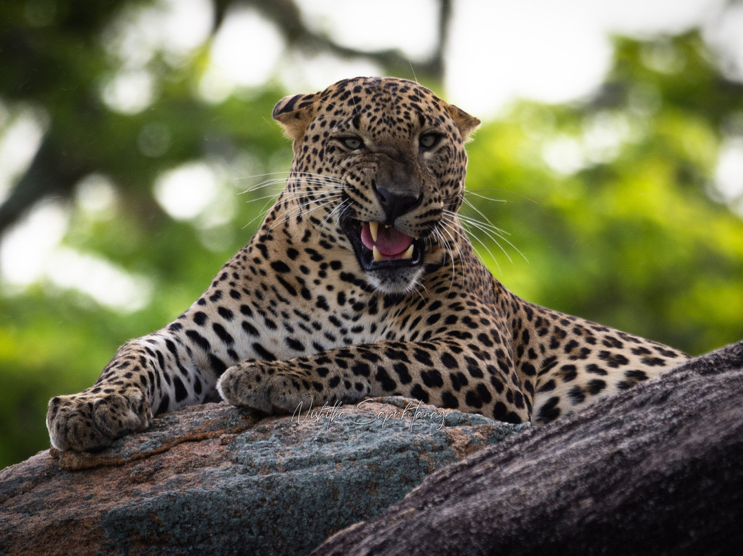 Daya Safari Jeep Service-蒂瑟默哈拉默必去景点