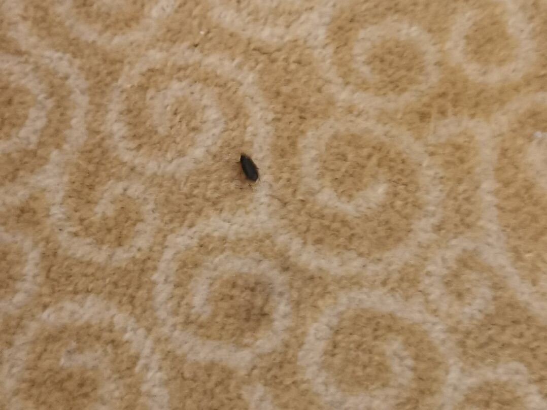 Cosmos Selection Ulan-Ude主图