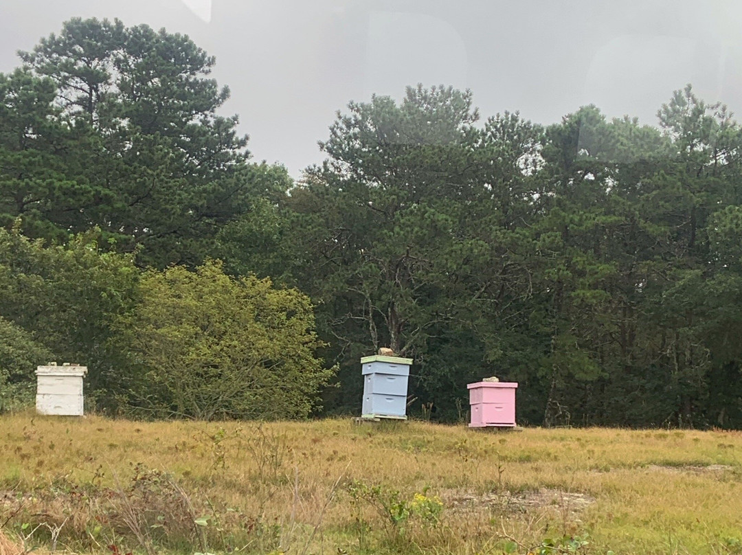 Cranberry Bog Tours景点图片