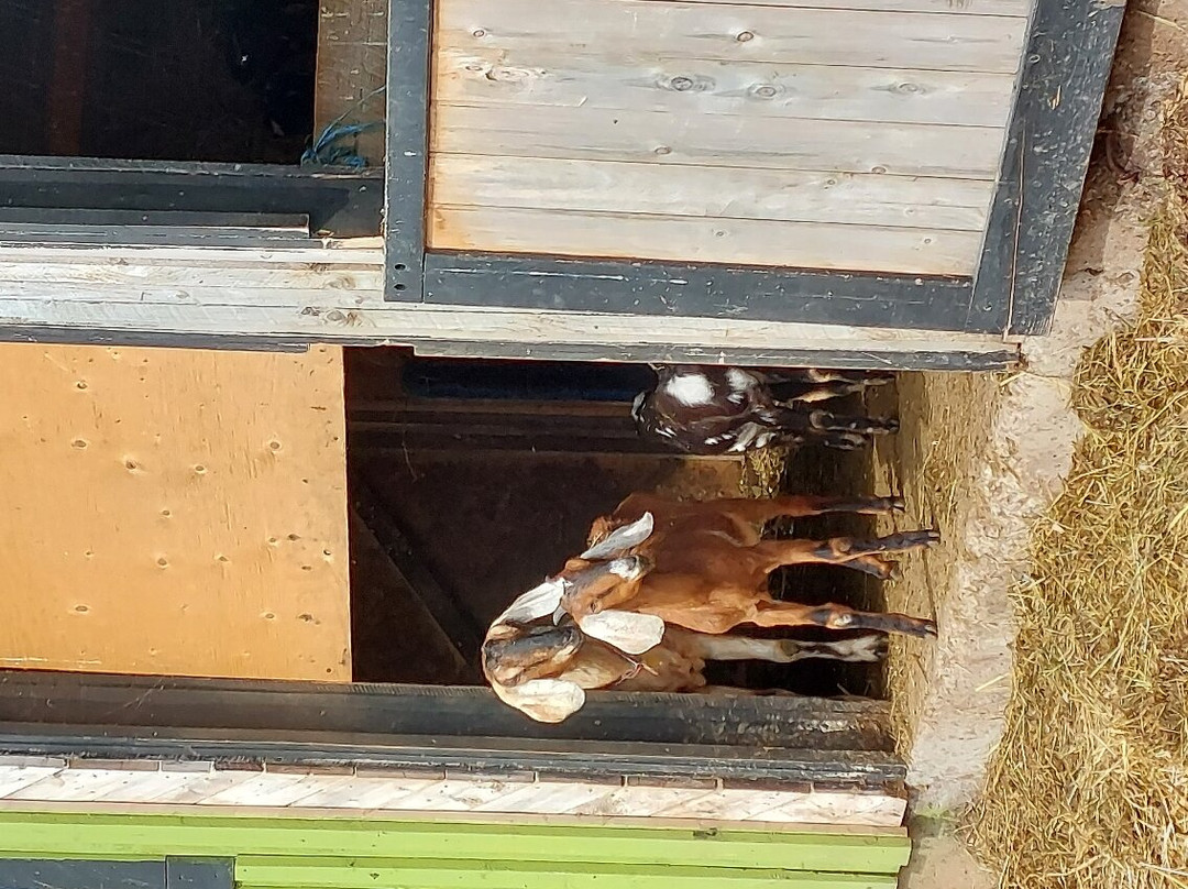 Groovy Goat Farm & Soap Company-Ingonish必去景点