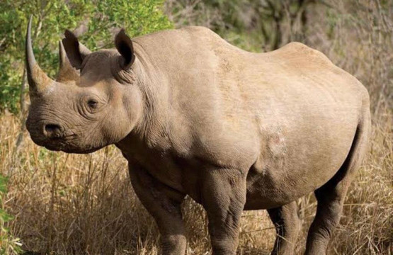 Dream Wonders Travel