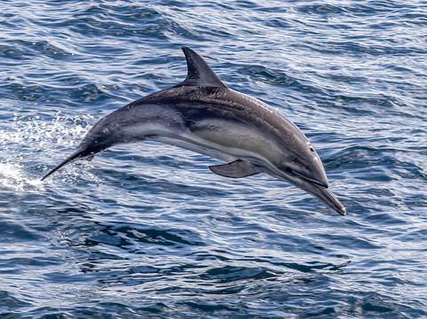 Cat Balou Cruises-伊登港必去景点