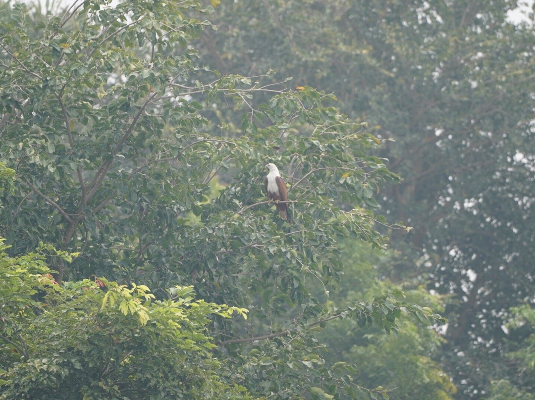 Vaduvoor Bird Sanctuary景点图片