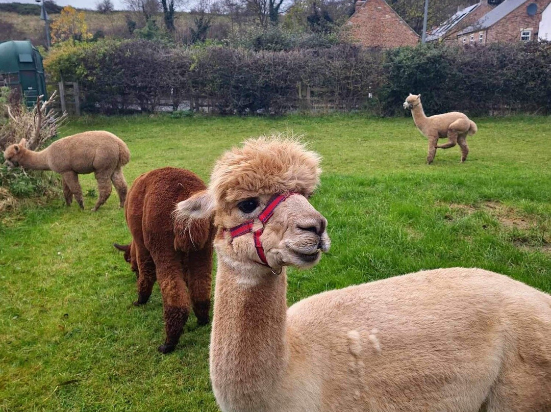Alpaca Alpaca At Leven Valley景点图片