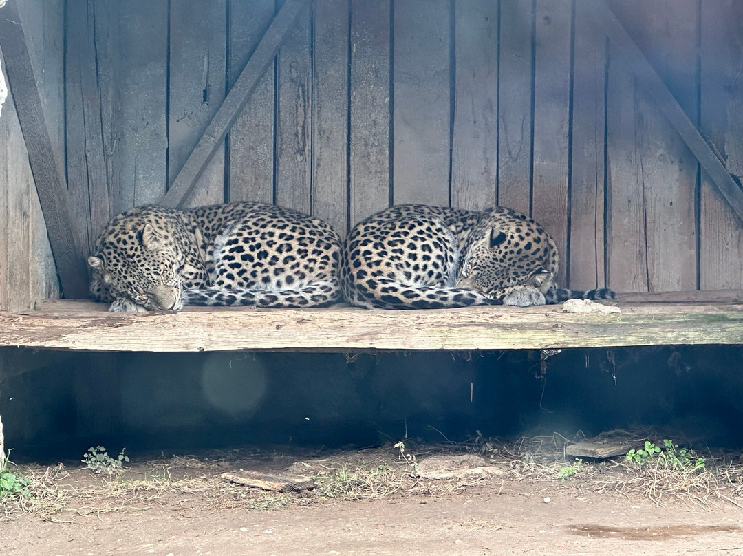 Oradea Zoo景点图片
