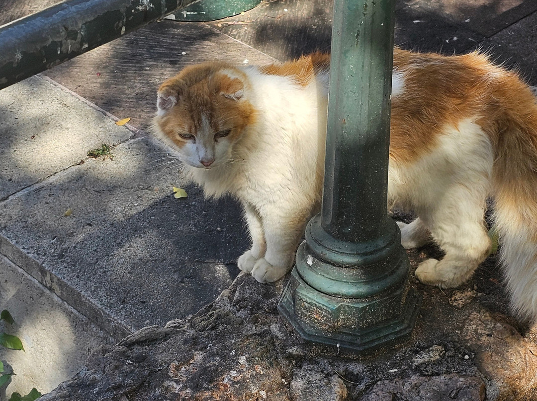 Save A Gato-圣胡安必去景点