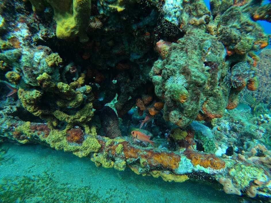 BLT Plongée Martinique-Case-Pilote必去景点