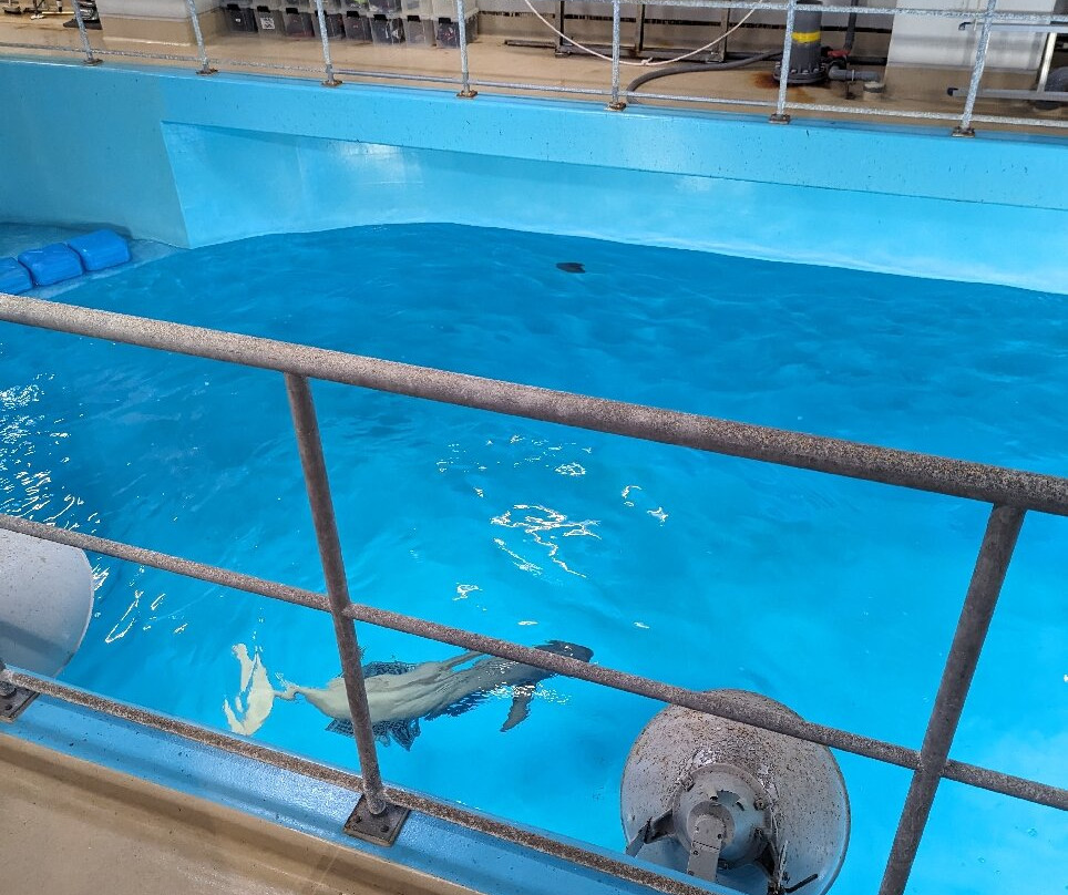 Miyajima Public Aquarium-廿日市市必去景点