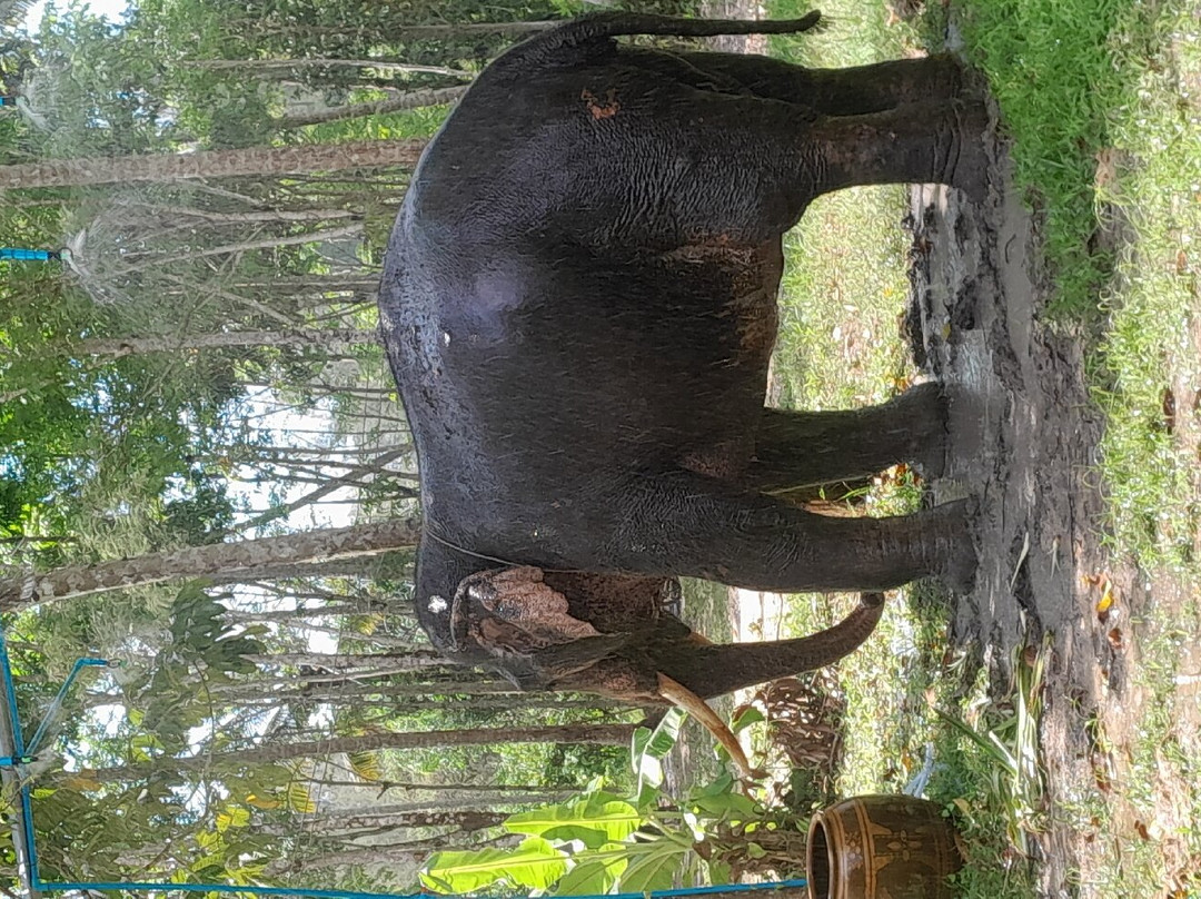 Coconut Elephant Camp Khaolak景点图片
