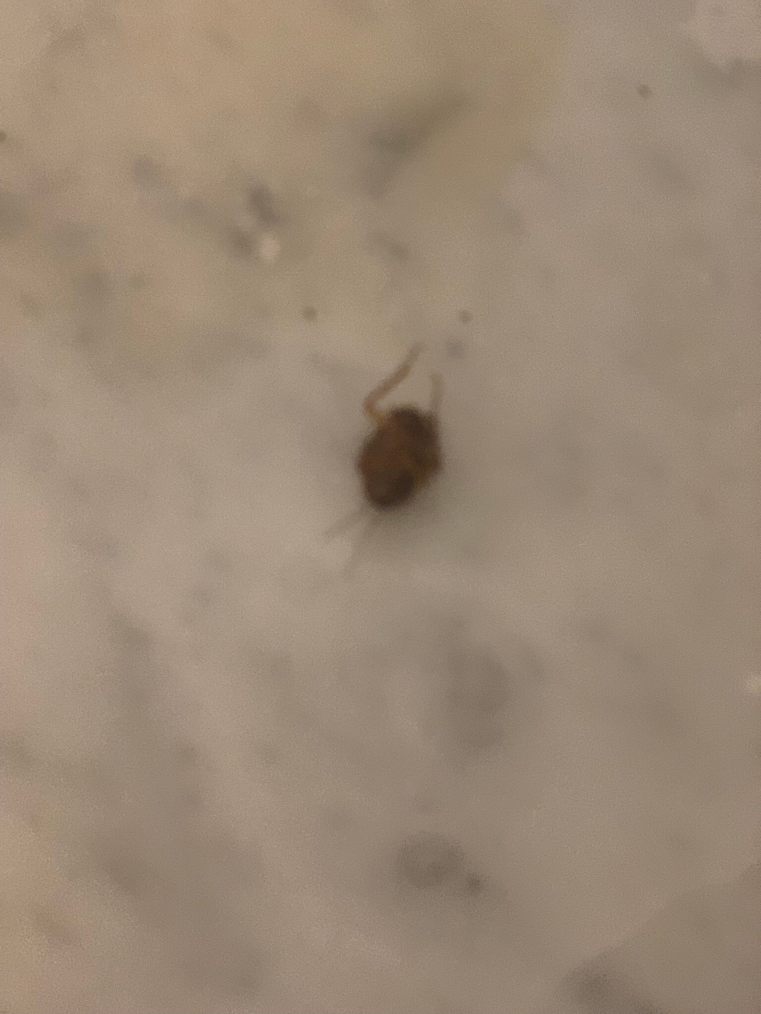 Orange Megastructure LLP-官方