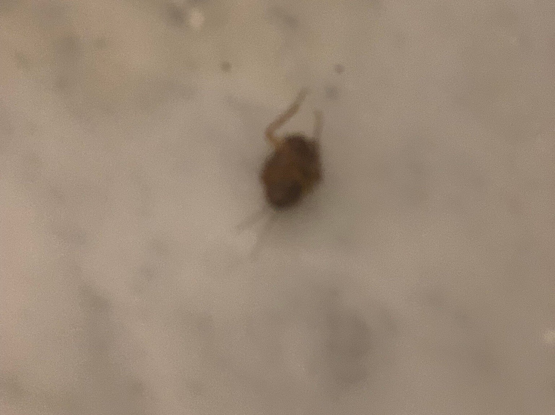 Orange Megastructure LLP主图