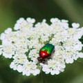 JoyceF485