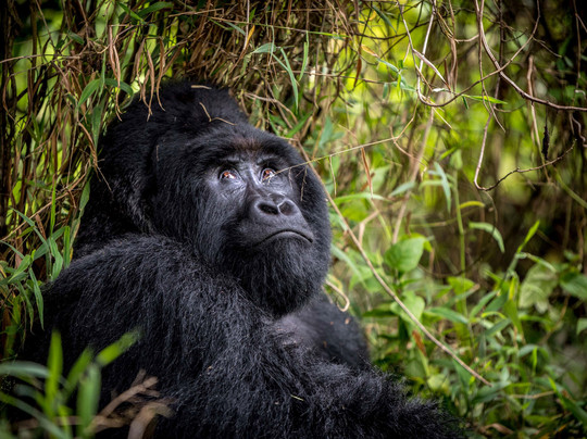 Mwendo Luxury Tours.-卡巴莱必去景点