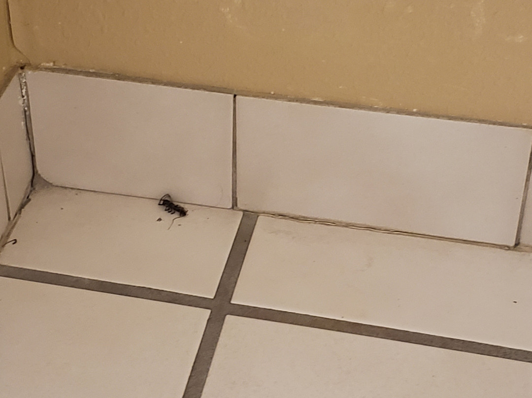 Baymont by Wyndham Mount Vernon Renfro Valley主图