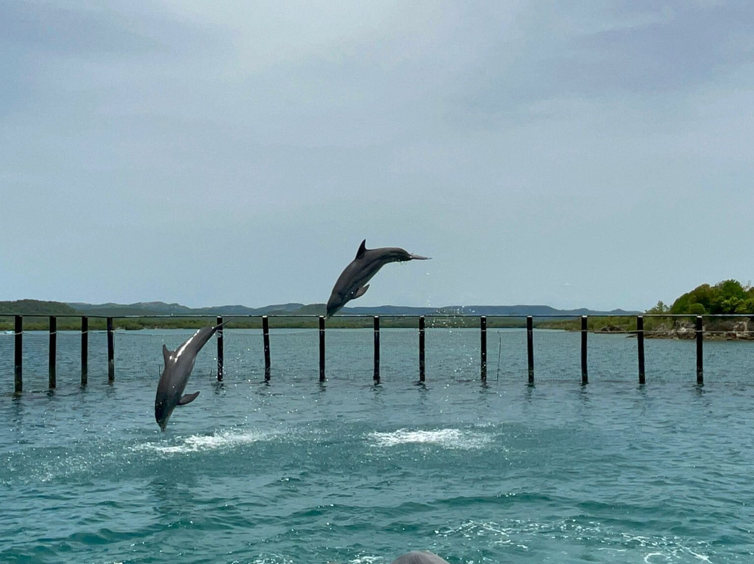 Delfinario Cayo Naranjo-Rafael Freyre必去景点