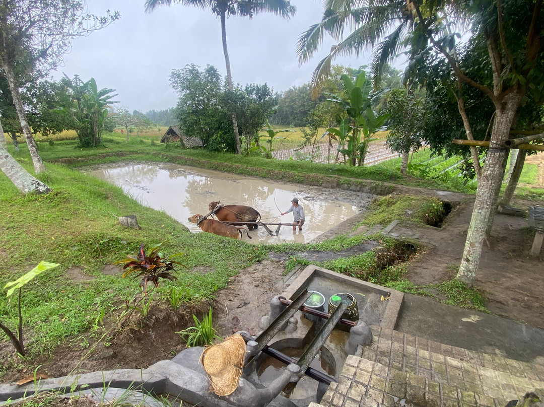 Bali Decouverte-登巴萨必去景点