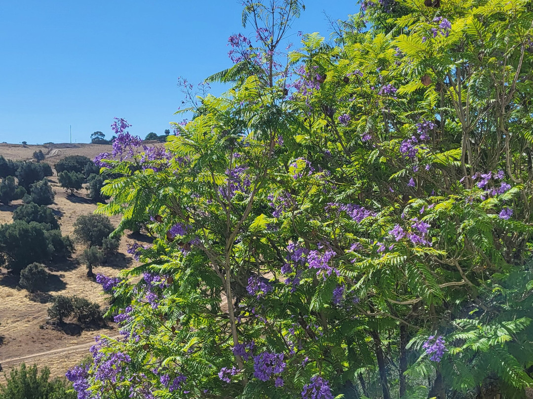 Pousada Convento Arraiolos主图